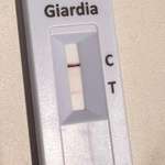Giardien Schnelltest-Beitrag-Bild