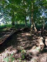 Hundeauslaufgebiet-Wattenscheid Kruppwald-Bild