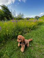 Hundeauslaufgebiet-Wattenscheid Kruppwald-Bild
