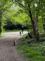Hundeauslaufgebiet-Wattenscheid Kruppwald-Bild