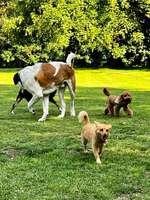 Hundeauslaufgebiet-Wattenscheid Kruppwald-Bild