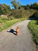 Hundeauslaufgebiet-Wattenscheid Kruppwald-Bild