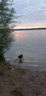 Hundeauslaufgebiet-Hundestrand Auesee-Bild
