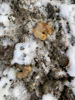 Schleim Pur als Kot?-Beitrag-Bild