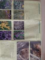 Hundeauslaufgebiet-Nüssauer Heide. Büchen-Bild