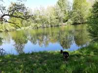 Hundeauslaufgebiet-Stich-Kanal Büchen-Bild