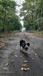 Hundeauslaufgebiet-Nüssauer Heide. Büchen-Bild