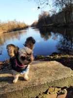 Hundeauslaufgebiet-Stich-Kanal Büchen-Bild