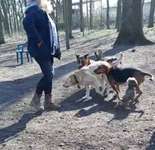 Hundeauslaufgebiet-Hundeauslauf Büchen-Bild