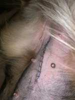 Kastration Hündin- Wundheilung-Beitrag-Bild