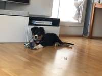 Kaputtes Spielzeug - Fotosammlung-Beitrag-Bild