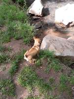 Hundeauslaufgebiet-Eselsbachtal-Bild