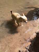 Hundeauslaufgebiet-Eselsbachtal-Bild