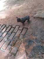 Hundeauslaufgebiet-Eselsbachtal-Bild