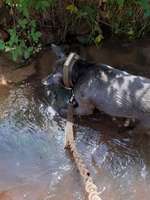 Hundeauslaufgebiet-Eselsbachtal-Bild