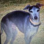 Suchmeldung-Balu-Bild