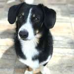 Suchmeldung-Lenny-Bild