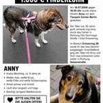 Suchmeldung-Anny scheu-Bild