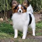 Suchmeldung-Xynthia ängstlich-Bild