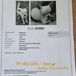 Suchmeldung-Bobby-Bild