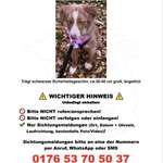 Suchmeldung-Cady Angsthund!!!-Bild