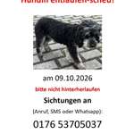 Suchmeldung-Pira ängstlich-Bild
