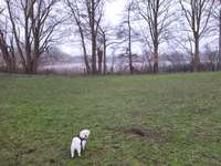 Hundeauslaufgebiet-Hundeauslauf-Bild