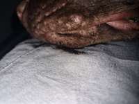 Hund hat Pickel-Beitrag-Bild