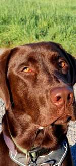 Rote Augen-Beitrag-Bild