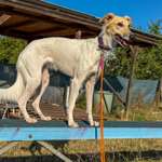 Hundeauslaufgebiet-Flitzewiese der Hundeschule "Tierisch gut trainiert" - stundenweise mieten-Bild