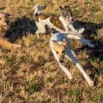 Hundeauslaufgebiet-Flitzewiese der Hundeschule "Tierisch gut trainiert" - stundenweise mieten-Bild