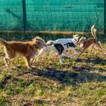 Hundeauslaufgebiet-Flitzewiese der Hundeschule "Tierisch gut trainiert" - stundenweise mieten-Bild