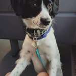 Border Collie Mischling richtig auslasten-Beitrag-Bild