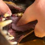 Haut über Zahn-Beitrag-Bild