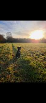 Hundeauslaufgebiet-Kiesteichrunde-Bild