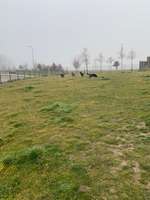 Hundeauslaufgebiet-Köschinger Forst Ost Rastplatz-Bild