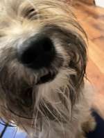 Hund Lefze angeschwollen-Beitrag-Bild