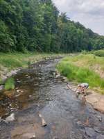 Hundeauslaufgebiet-Rabenauer Grund-Bild