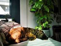 Welpe bellt andere Hunde an-Beitrag-Bild