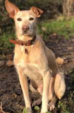 Suchmeldung-Henry-Bild