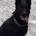 Stachelhalsband mit Noppen-Beitrag-Bild