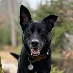 Ersteller:in ꧁𒆜𝔍𝔢𝔰𝔰𝔦𝔠𝔞⚜️ Profilbild