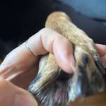 Interdigitaler Furunkulose-Beitrag-Bild