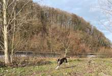 Hundeauslaufgebiet-Wiese Güdingen/Neumühlerweg-Bild