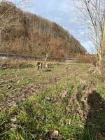 Hundeauslaufgebiet-Wiese Güdingen/Neumühlerweg-Bild