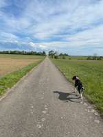 Hundeauslaufgebiet-Auersmacher Feld-Bild