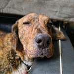 Ersteller:in charli Profilbild