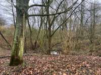 Hundeauslaufgebiet-Hassee/ Russee Berliner Viertel-Bild