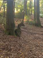 Hundeauslaufgebiet-Bödingen-Bild