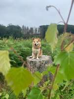 Hundeauslaufgebiet-Bödingen-Bild